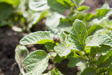 Reproduction of the colorado potato beetle - Leptinotarsa Decemlineata. Two colorado beetles (potato beetle) sitting on potato leaves.