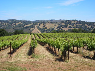 Fototapeta na wymiar grape vinyard