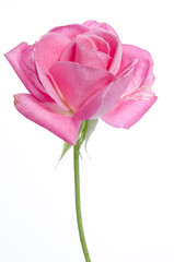 beautiful single pink rose on a white background