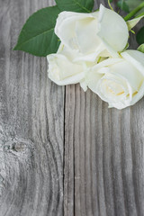Three white rose