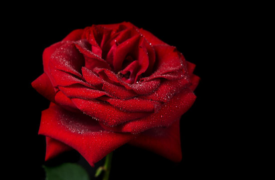 Fototapeta Red rose on a black background
