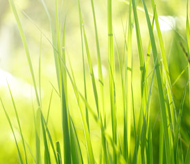 Fototapeta na wymiar Summer meadow with green grass