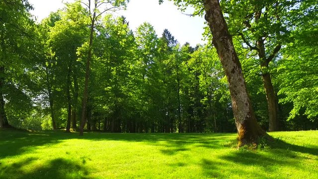 Beautiful day and big tree in spring park. Intensive, pleasant light of sun. Big ash tree.
