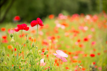 Naklejka premium Beautiful poppy field on a cloudy spring day