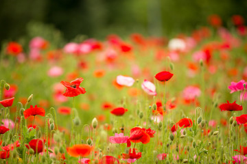Beautiful poppy field on a cloudy spring day