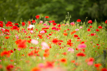 Beautiful poppy field on a cloudy spring day