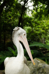 Spot-billed pelican, pelecanus philippensis, bird