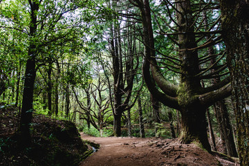 Natur im Madeira Naturpark Queimadas