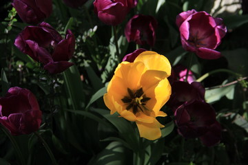 tulipes dans le jardin persan de Téhéran
