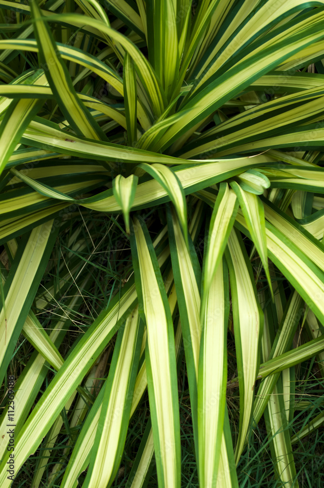 Wall mural background green and white leaf on outdoor garden.