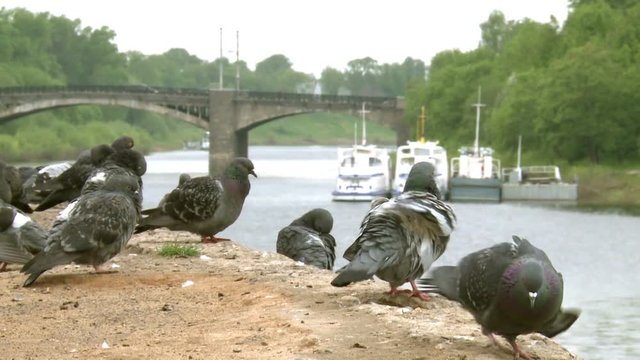 Pigeons on the waterfront on the background of the river and city bridge.
