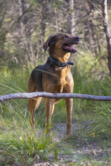 Pastor alemán posando