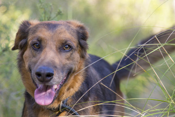 Mirada feliz de pastor alemán