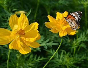 yellow  Cosmos flowers/ Cosmos yellow flowers Bloom flourish beauty Attract insects