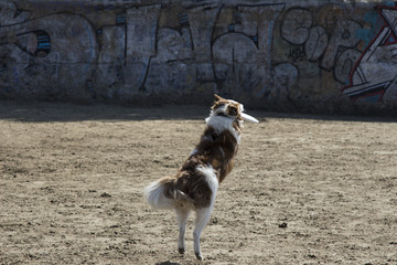 perro cogiendo frissbee de espaldas