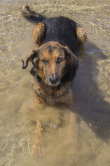Pastor alemán tumbado atento