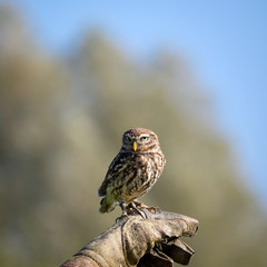 Sperlingskauz