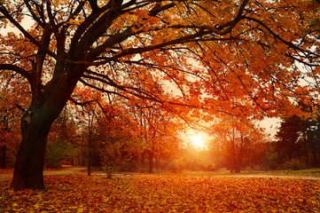 with colorful leaves in autumn park, everything is covered with fallen leaves, a large tree
