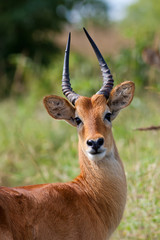 Close up of a Puku antelope