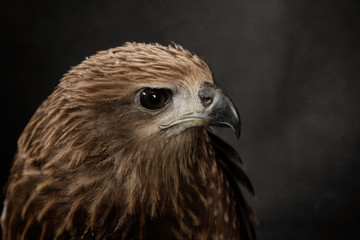 Closeup hawk on black background