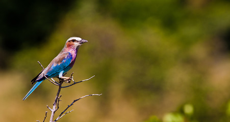 Lilac breasted roller perched on a branch