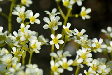 Fototapeta premium Little white flowers closeup