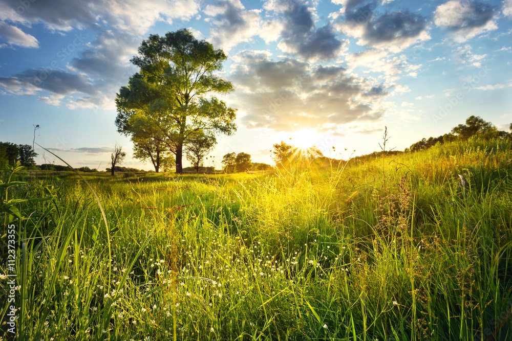 Canvas Prints field with flowers and a tree