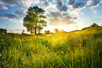 Field with flowers and a tree © alexlukin
