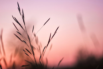 Beautiful serene waving reed in the sunlight