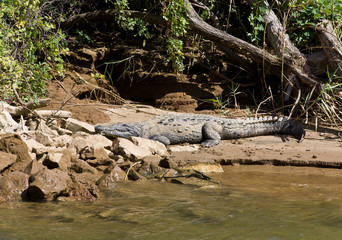 Fototapeta na wymiar The big crocodile near by river in canyon Sumidero Mexico