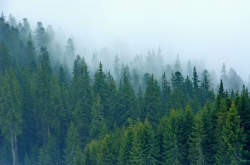 Fototapeta premium Trees in fog