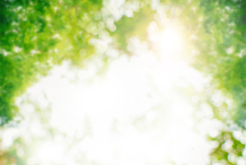 Abstract nature, nature background, nature at the park, nature blurred background, sunshine with nature.