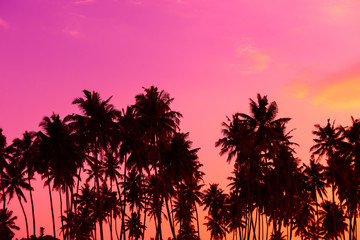 Fototapeta na wymiar Tropical palm trees silhouettes at sunset