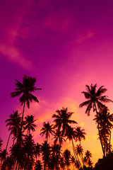 Fototapeta premium Tropical palm trees silhouettes at sunset