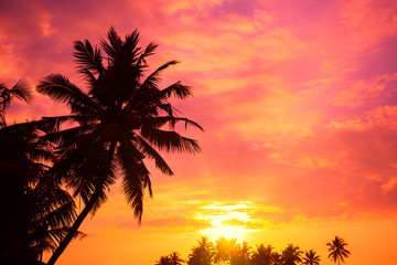 Vibrant tropical sunrise with palm trees silhouettes