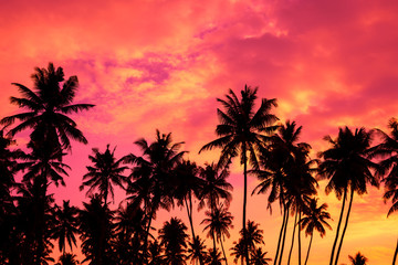Obraz na płótnie Canvas Tropical palm trees silhouettes at sunset