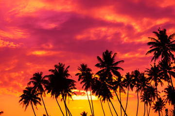 Naklejka na ściany i meble Tropical sunset with palm trees silhouettes