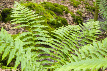 fresh green fern leaves