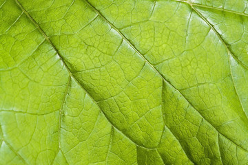Fototapeta na wymiar green leaf detail