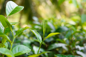 Fototapeta na wymiar Tea bush with fresh tea leaves and bud on tea plantation