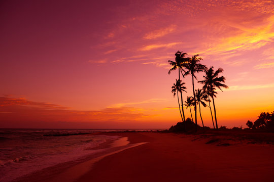 Tropical beach with palm trees silhouettes at sunset