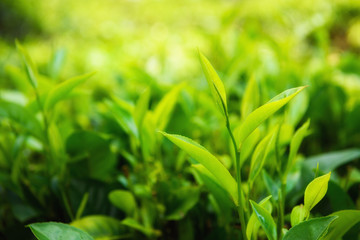 Fototapeta na wymiar Fresh green tea leaves and pekoe buds on tea plantation