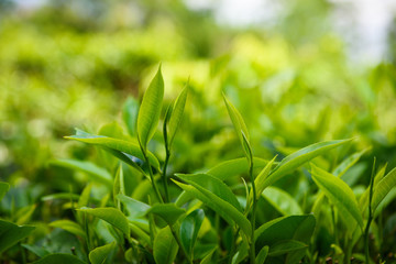 Fresh green tea leaves and pekoe buds on tea plantation