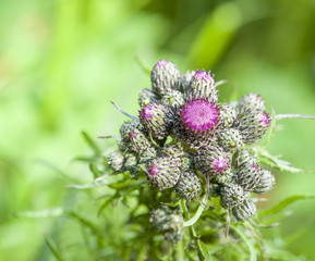 young thistle buds