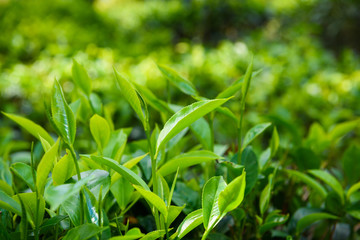 Fototapeta na wymiar Green tea leaves and pekoe buds on tea plantation