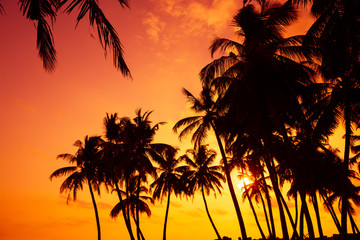 Fototapeta na wymiar Tropical palm silhouettes on ocean beach at vivid sunset time