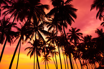 Naklejka na ściany i meble Palm trees silhouettes on tropical beach at vivid sunset time