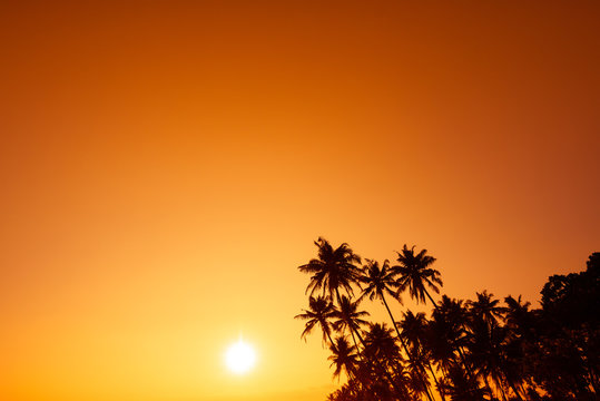 Tropical palm trees silhouettes over warm sunset over the sea