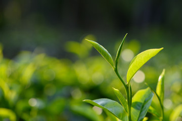 Obraz premium Fresh green tea leaves on tea bush at Sri Lanka tea plantation
