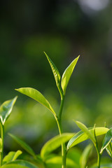 Fototapeta na wymiar Fresh young green tea leaf sprout on tea bush at plantation
